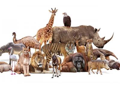  این 10 حیوان بیشترین خطر انقراض در جهان را دارند+ اینفوگرافیک