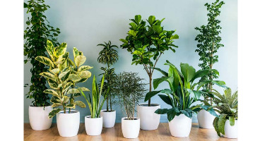 گیاهانی که هوای خانه را تصفیه می‌کنند 