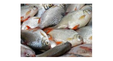 خداحافظی با ماهی شب عید / رشد ۲ برابری قیمت انواع ماهی