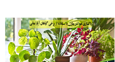 ۱۵ گیاه آپارتمانی مفید برای سلامتی و خاصیت ضد ویروسی!